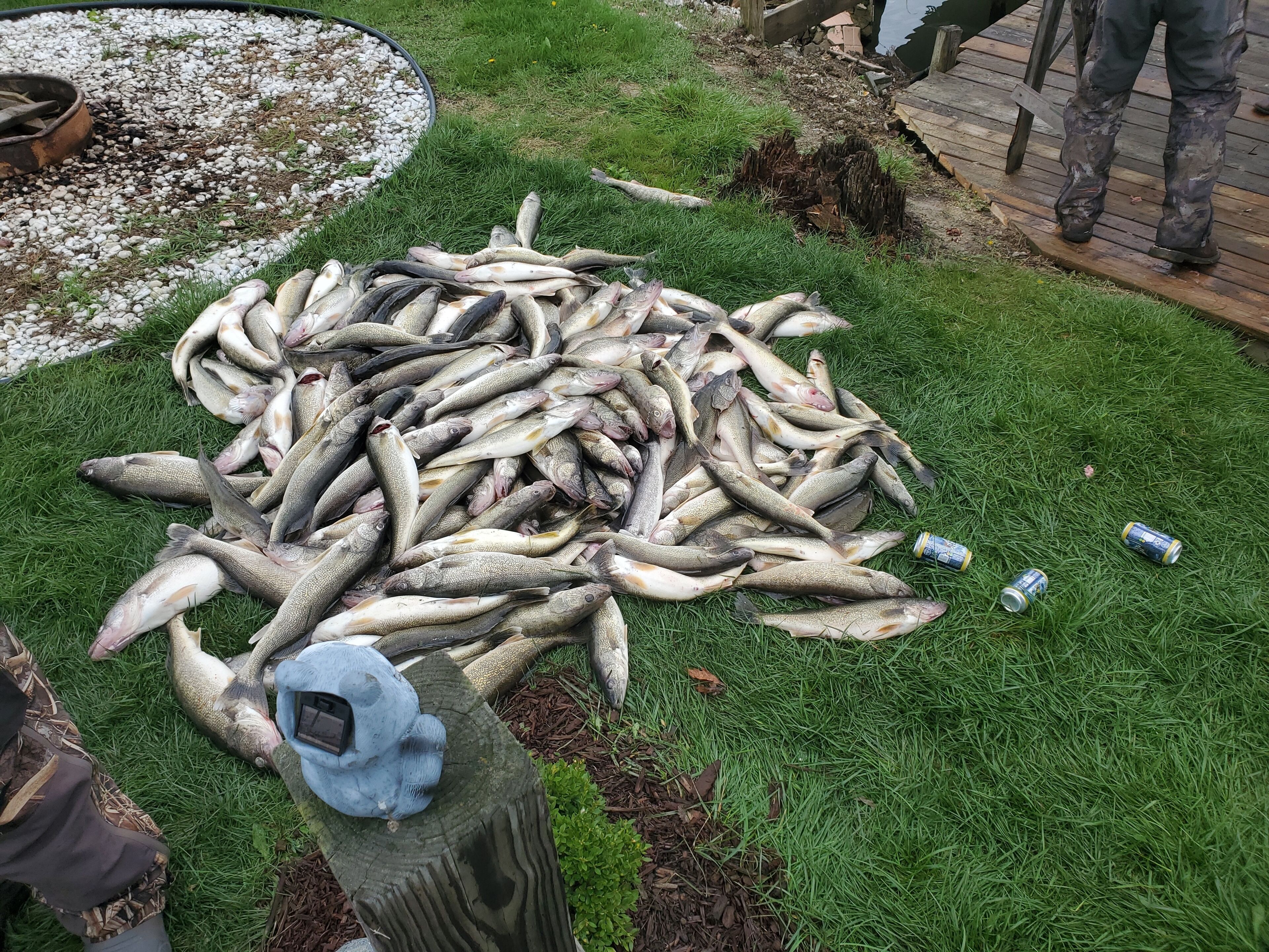 A pile of fish on grass with a wooden post and a can nearby.