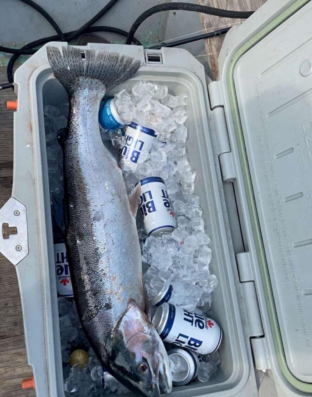 Imagen de perfil del propietario o de la propietaria