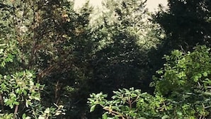 A sandy beach with a river in the background, surrounded by dense green foliage.