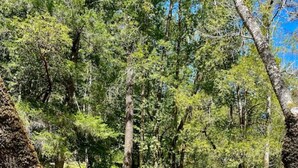 A bench in a forested area with trees and grass.
