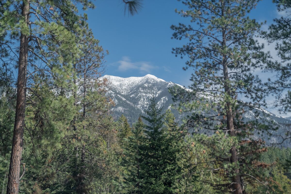 Ein Berg mit schneebedeckten Gipfeln, umgeben von dichten Kiefern.