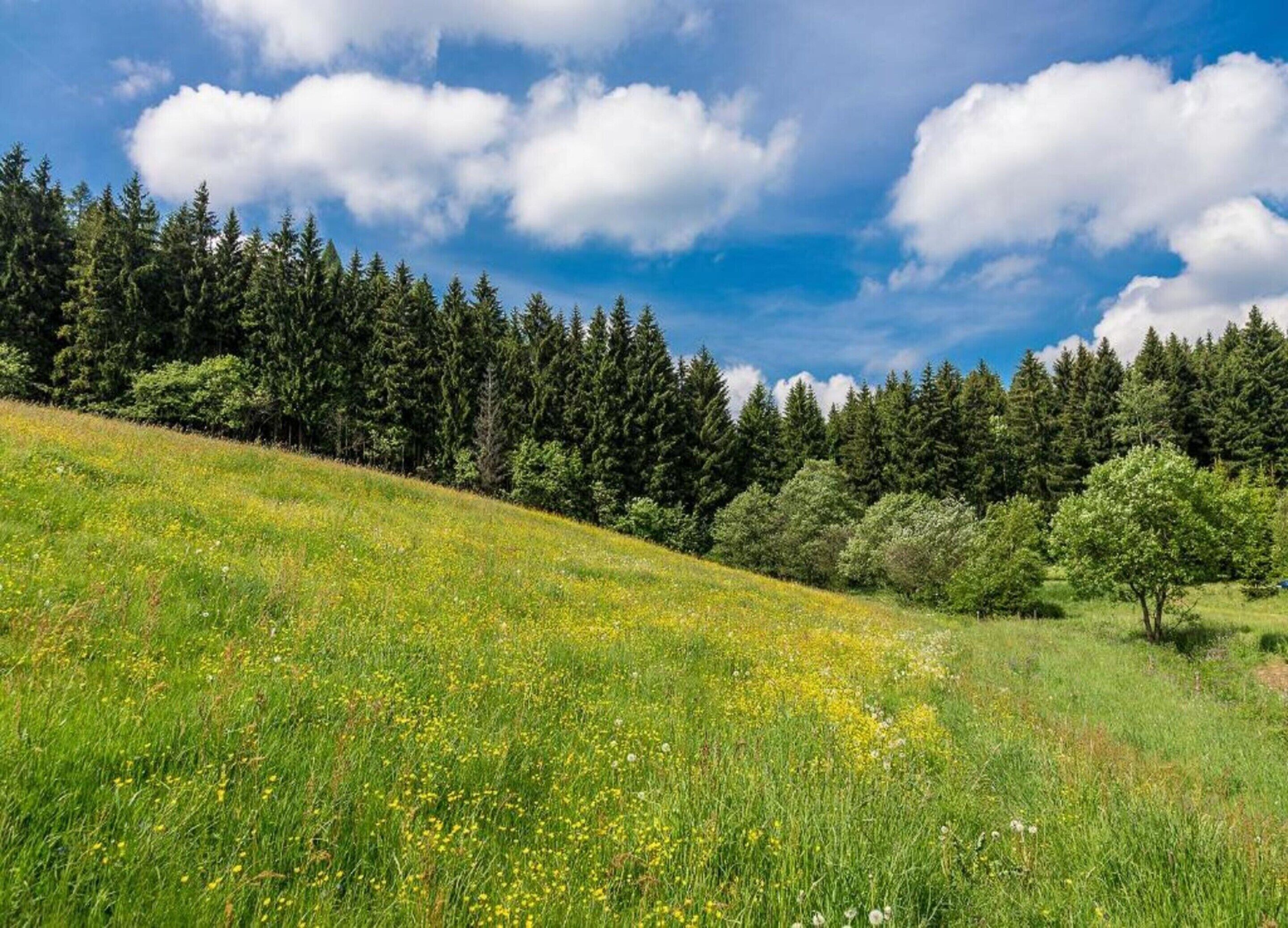 A grassy hillside with a dense forest in the background and a clear blue sky.