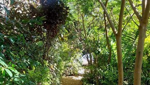 Un sentier bordé d’une végétation luxuriante et d’arbres.