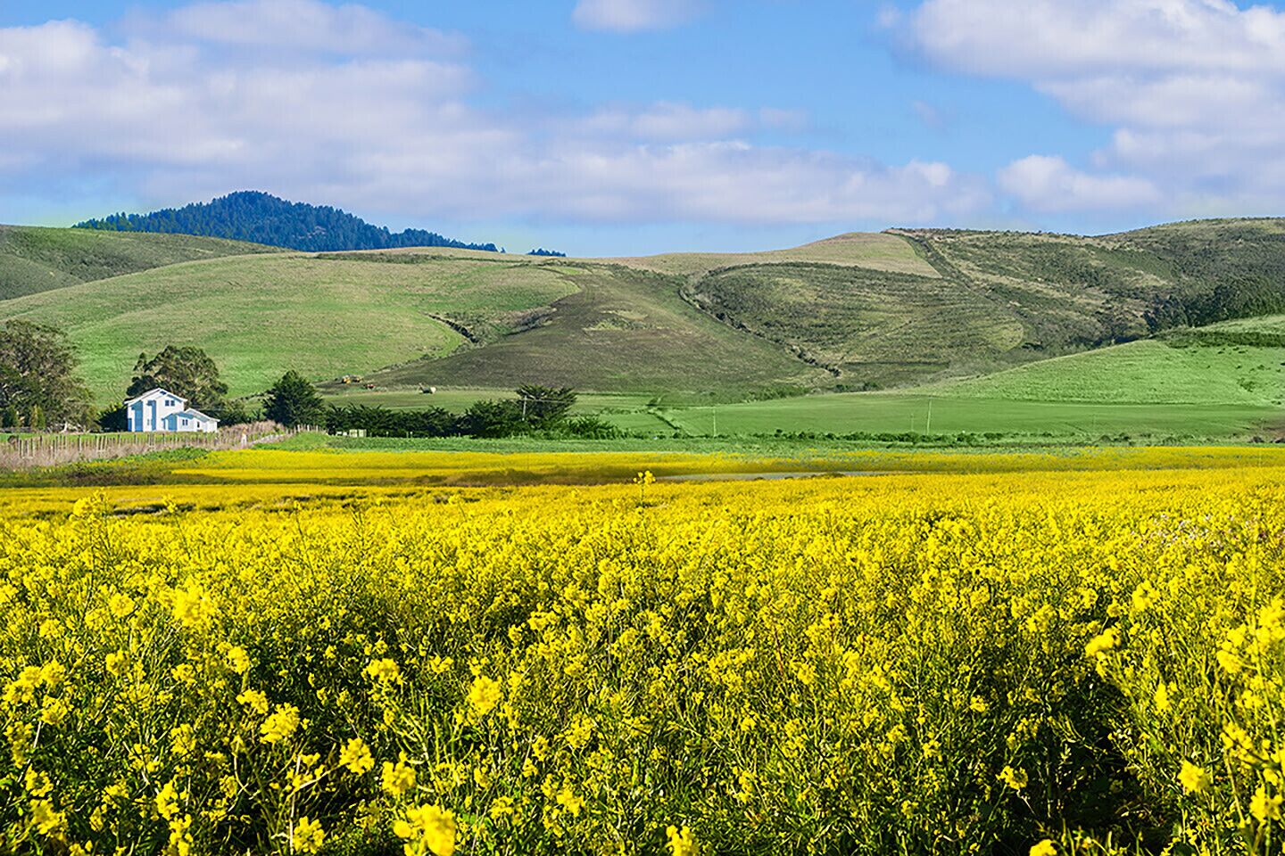 A rural landscape with a field of yellow flowers, rolling hills, and a white house in the distance.