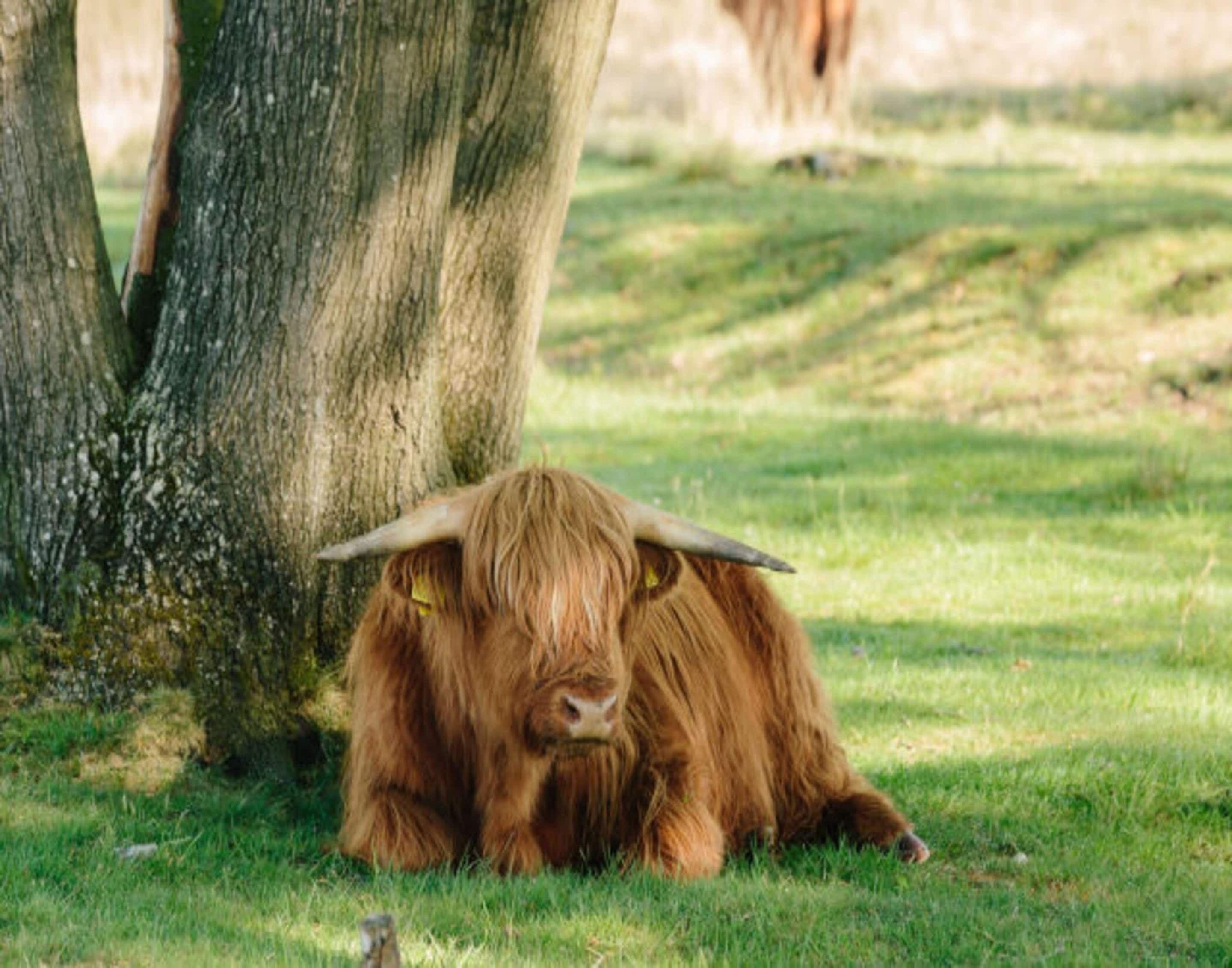 A highland cow lying on grass near a tree.