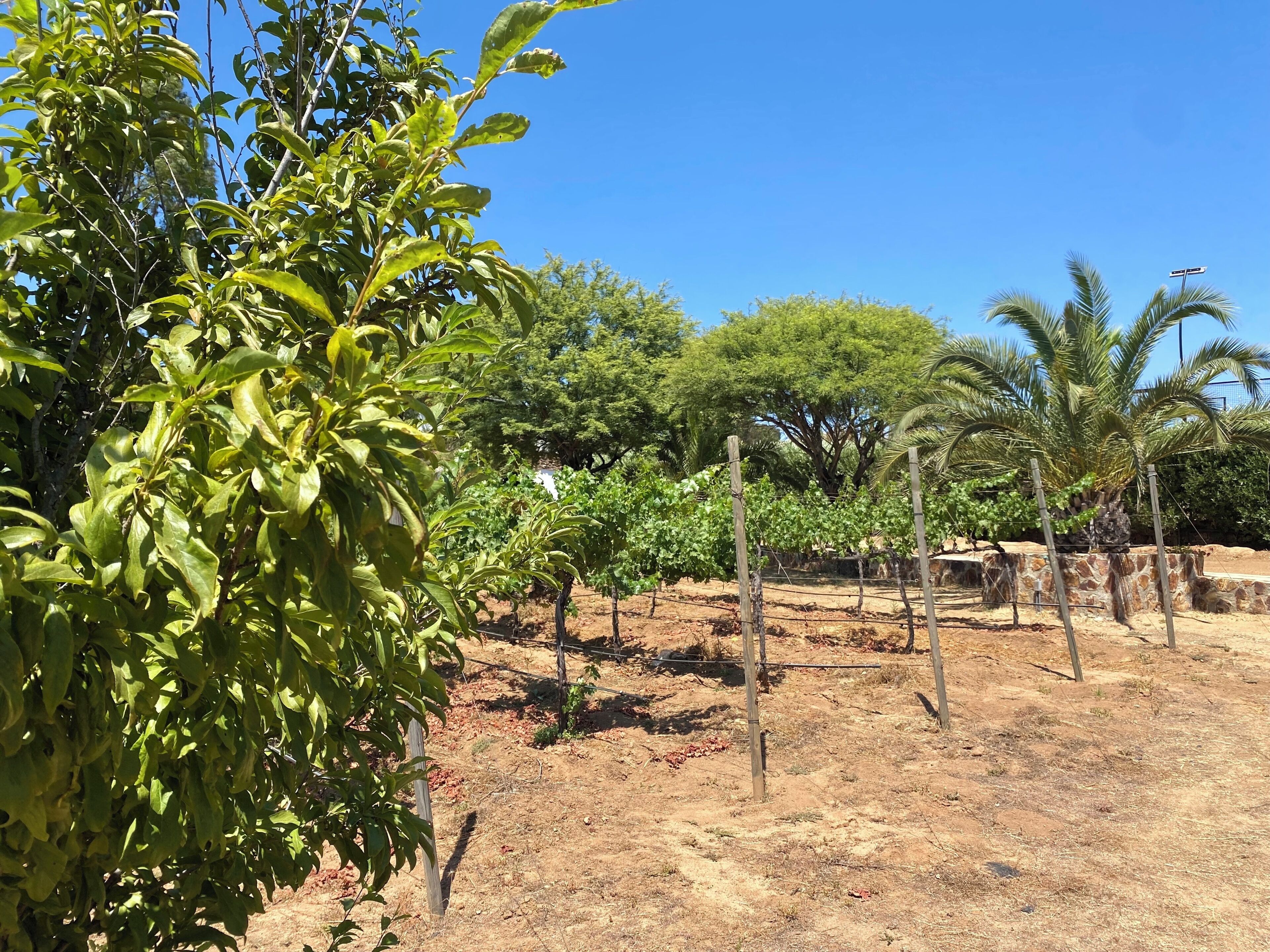 A vineyard with rows of grapevines supported by wooden stakes, surrounded by trees and a clear blue sky.