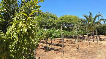 A vineyard with rows of grapevines supported by wooden stakes, surrounded by trees and a clear blue sky.