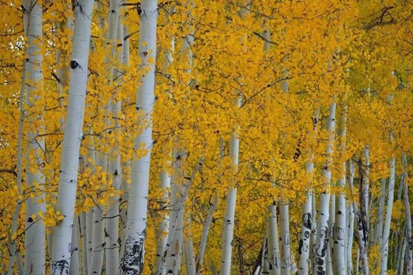 Un bosque tupido de abedules con hojas amarillas.