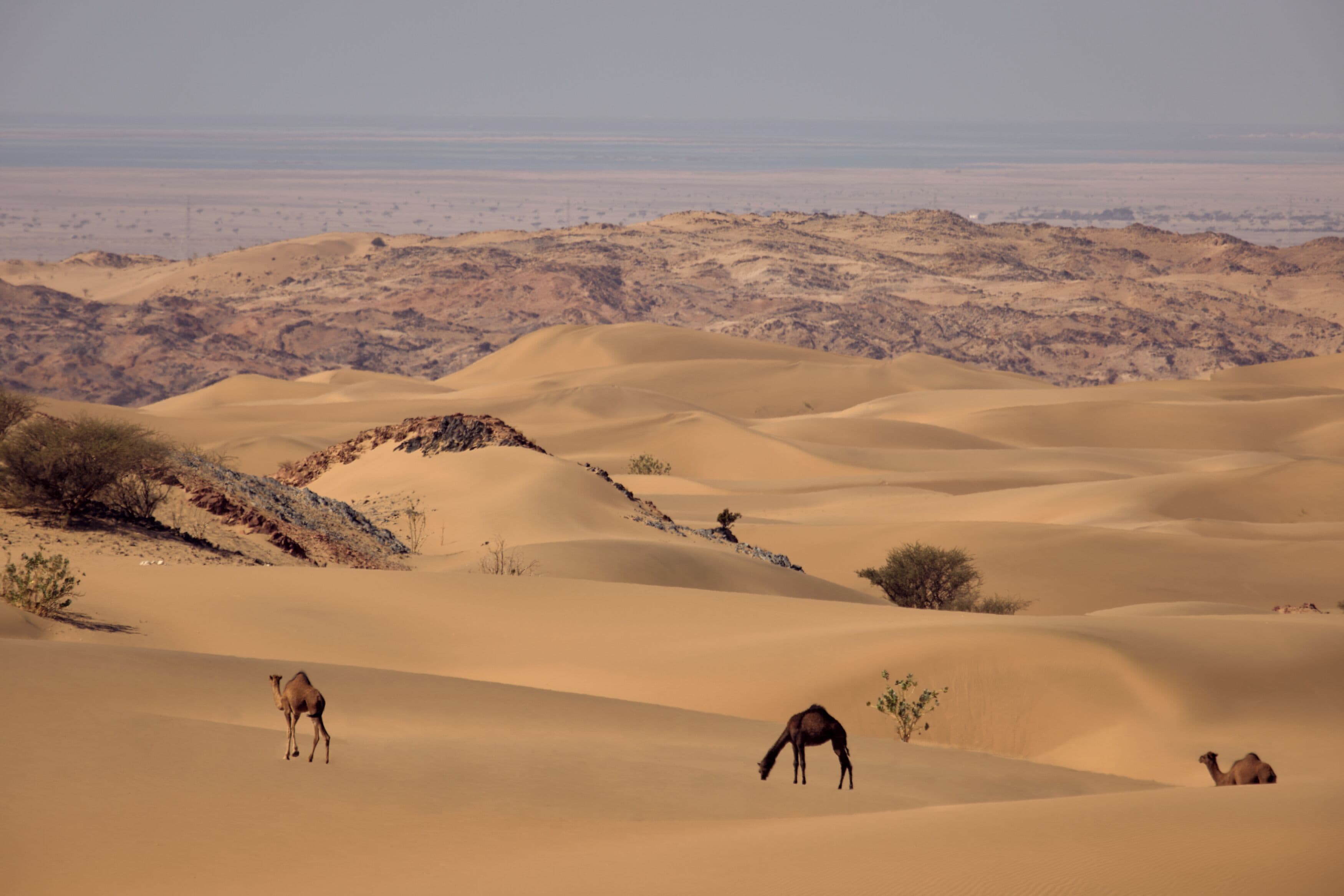 A desert landscape with sand dunes and camels.