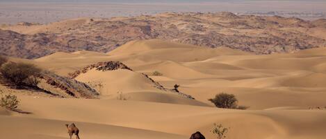 A desert landscape with sand dunes and camels.