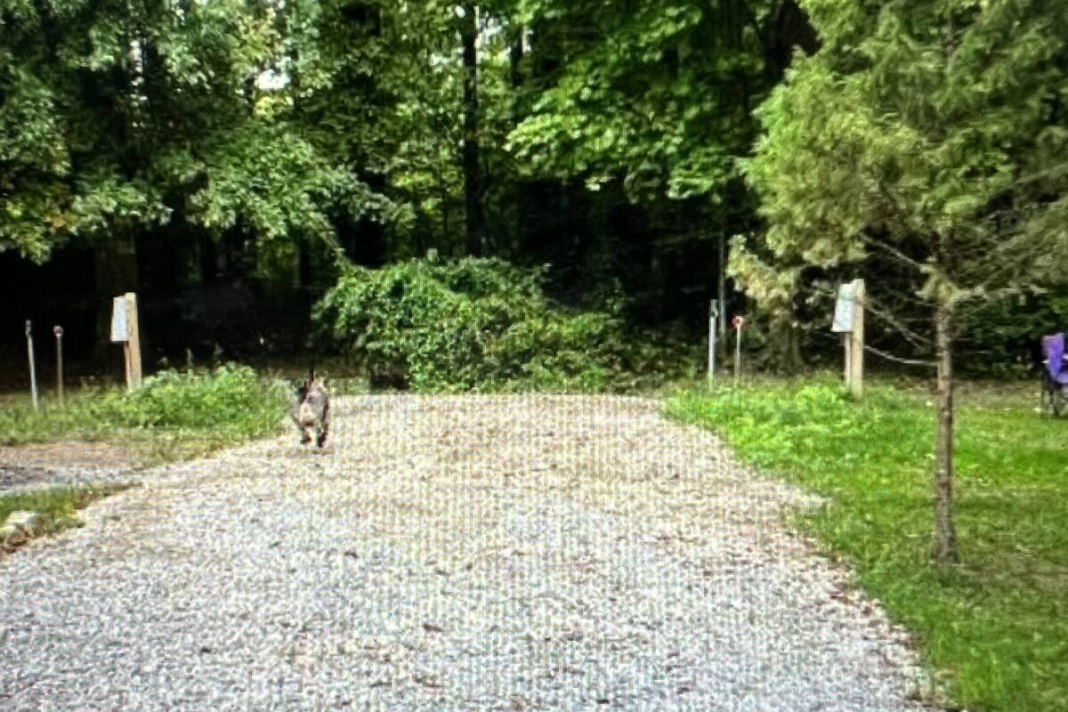 A gravel path leading through a wooded area with trees and a fence.
