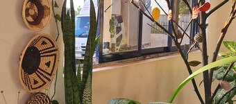 Northern Pearl Limited