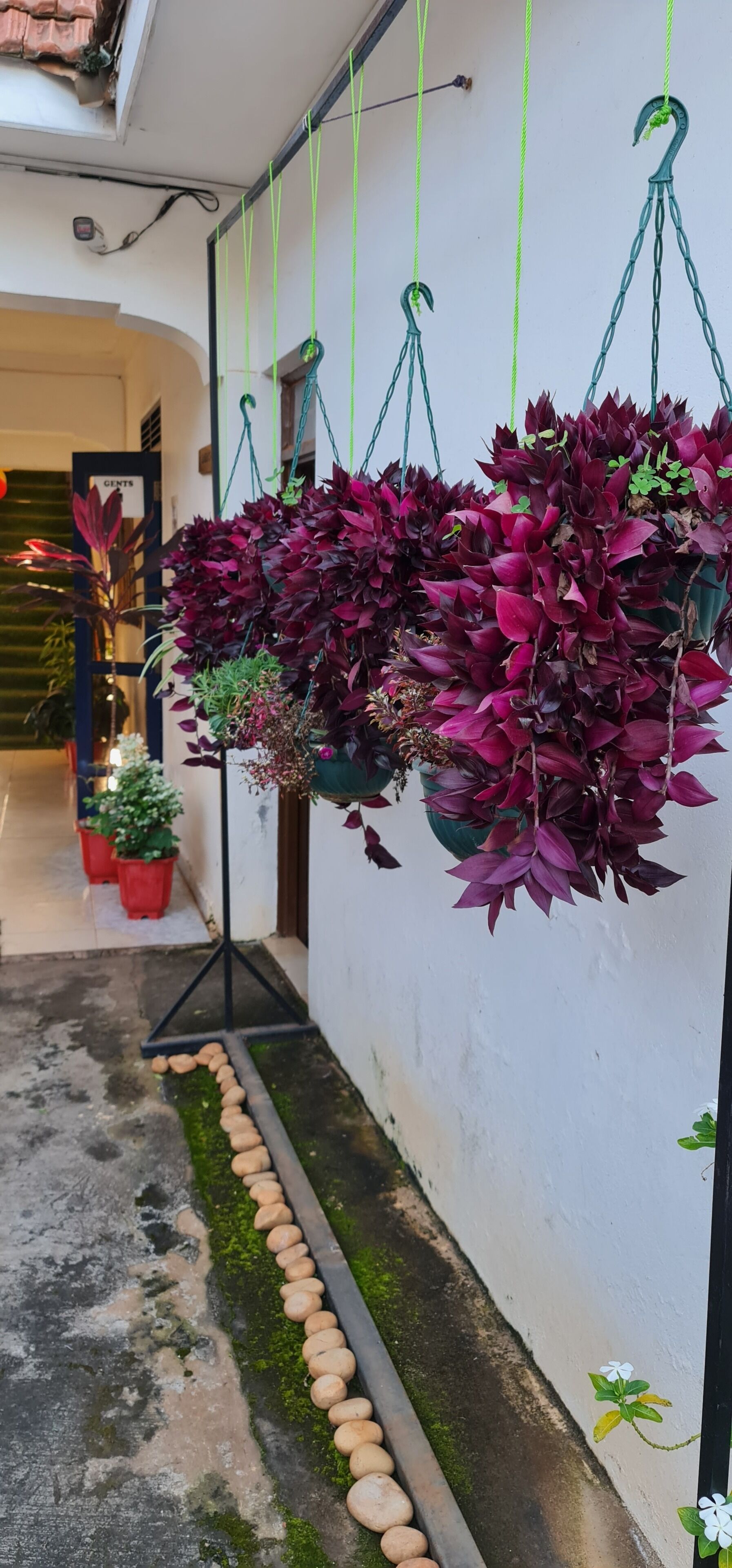 A hanging plant with dark purple leaves in a courtyard.