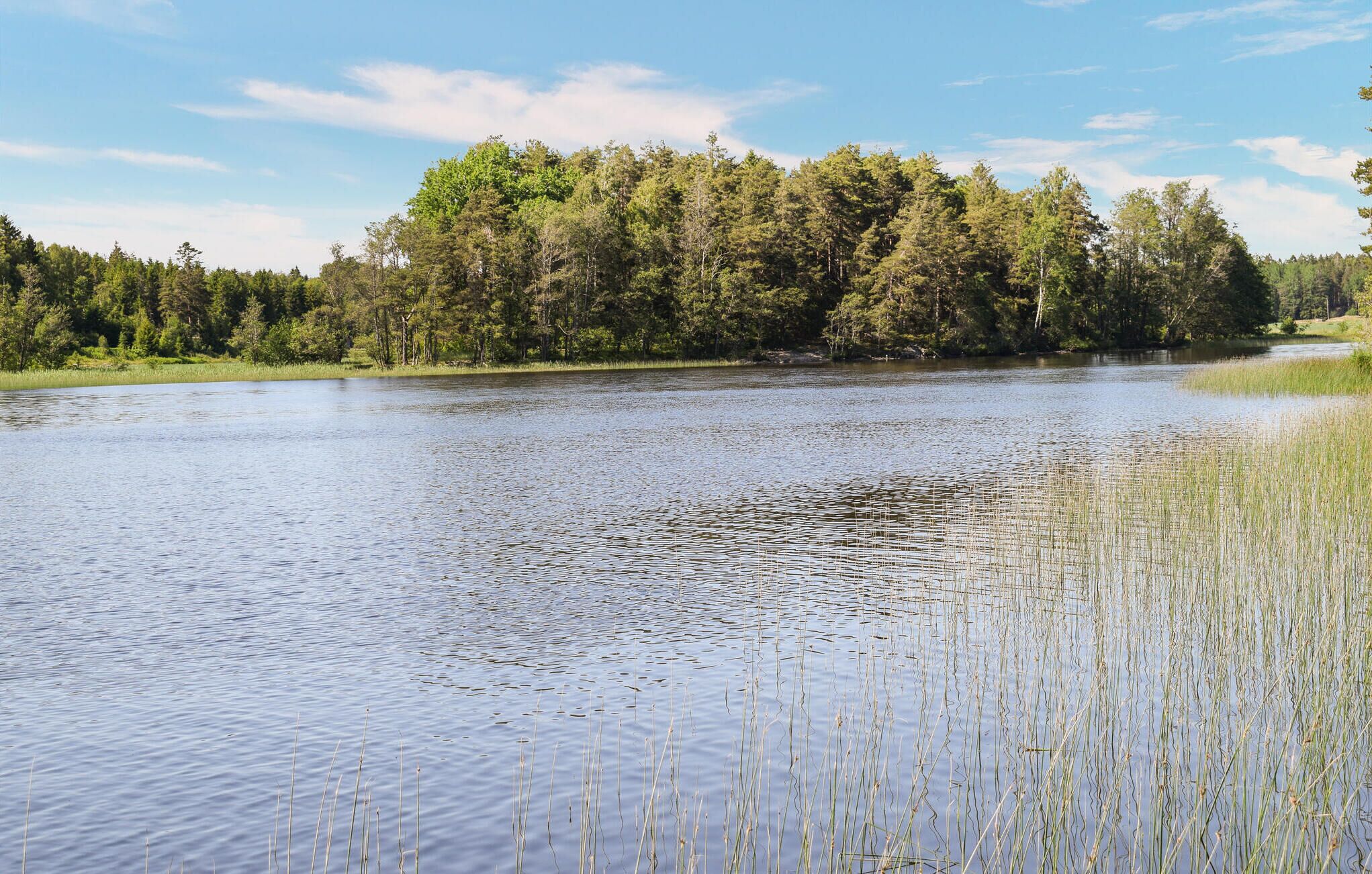 Un lago tranquilo rodeado de un bosque denso.