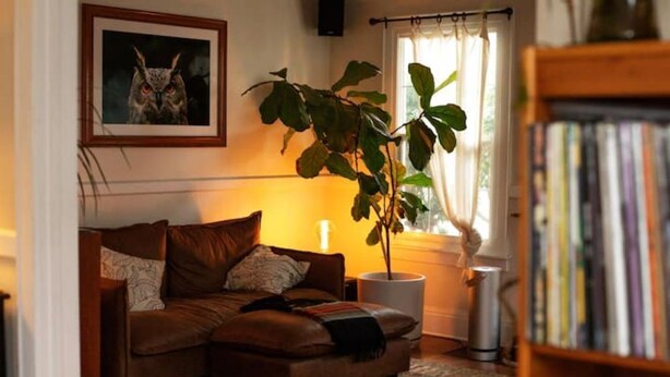 A cozy living room with a brown leather sofa, a potted plant, a bookshelf, and a framed picture on the wall. - 2Bd Bungalow with backyard sauna, by Alberta Arts (Portland)