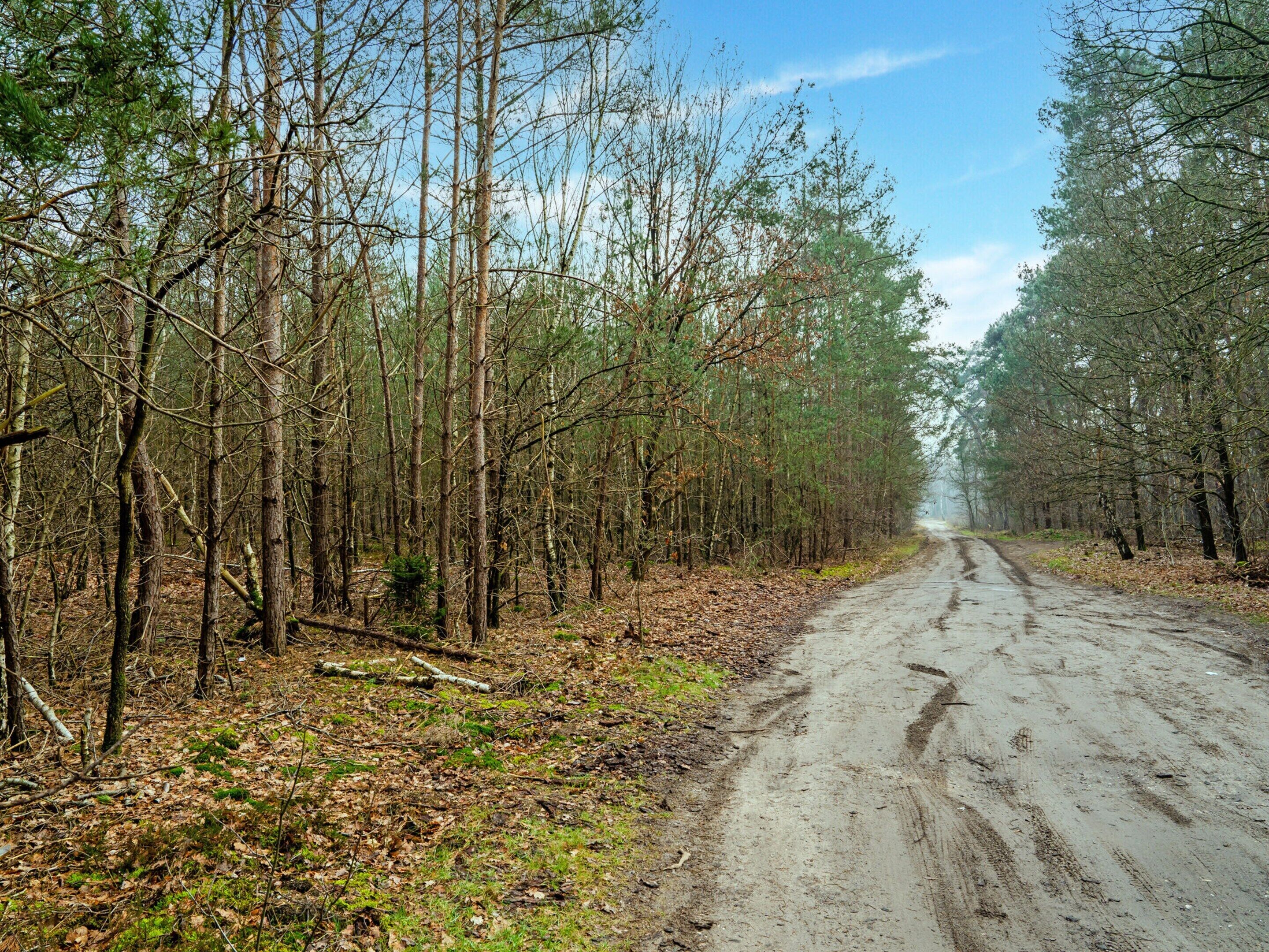 A forested road with no visible buildings or amenities.