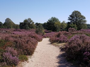 Een stoffig pad door een veld met paarse heide.