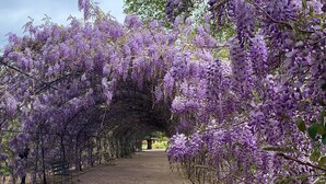 Un sendero bordeado por enredaderas de glicina morada, un banco y un árbol al fondo.