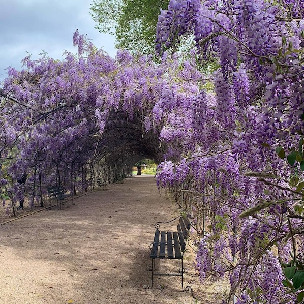 Un sentier bordé de glycines violettes, un banc et un arbre en arrière-plan.