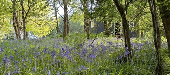 Cornwall Woodland Dog Friendly Shepherd's Hut