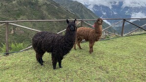 Dos llamas de pie en una ladera cubierta de hierba, con montañas al fondo.