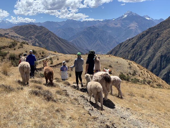 A group of people walking with llamas on a mountain trail with a view of distant mountains.