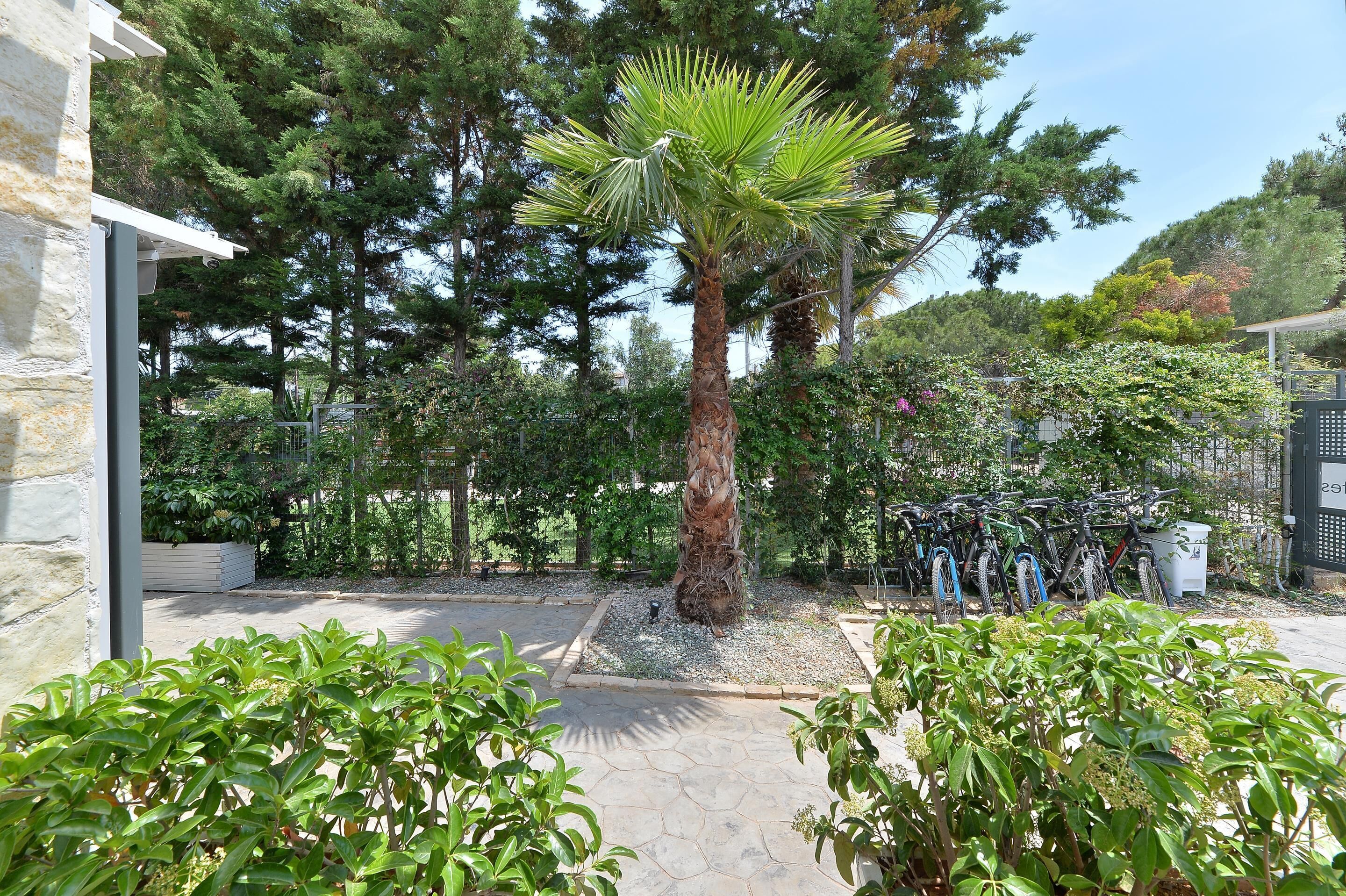 A courtyard with a palm tree, bicycles, and various plants.