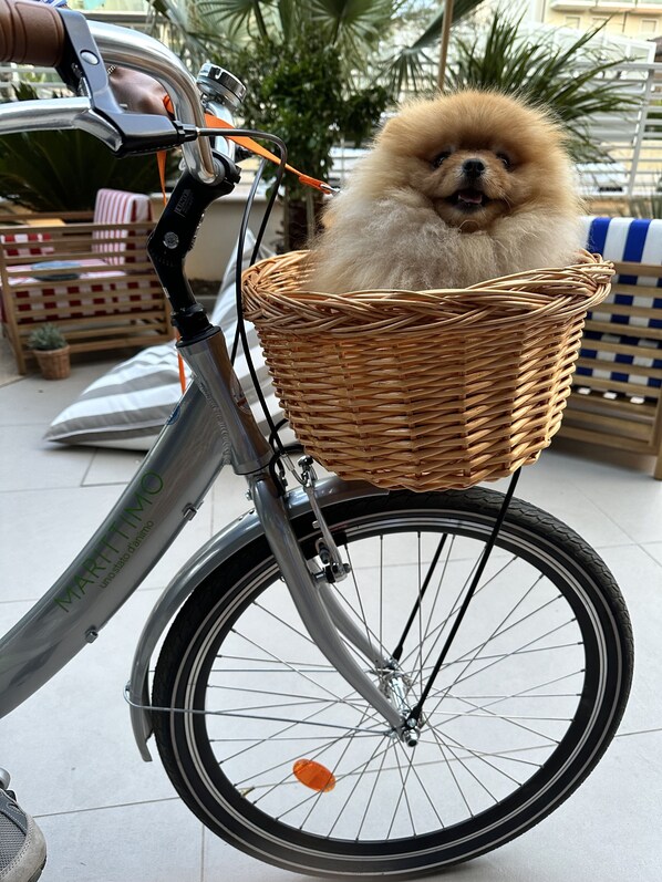 Uma bicicleta com uma cesta onde está um cachorro fofo.