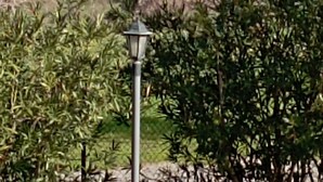 Une vue d’un paysage côtier, avec un lampadaire et un feuillage dense au premier plan.