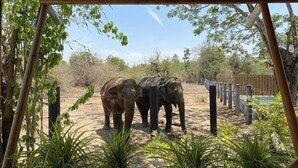 Deux éléphants dans un enclos dont le sol est sablonneux, entouré d’arbres et d’une clôture en bois.