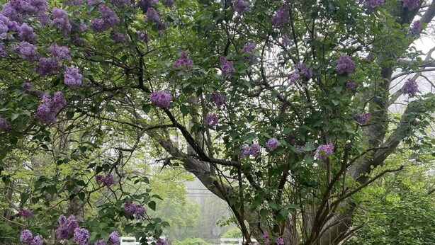 Un árbol con flores moradas en un jardín.