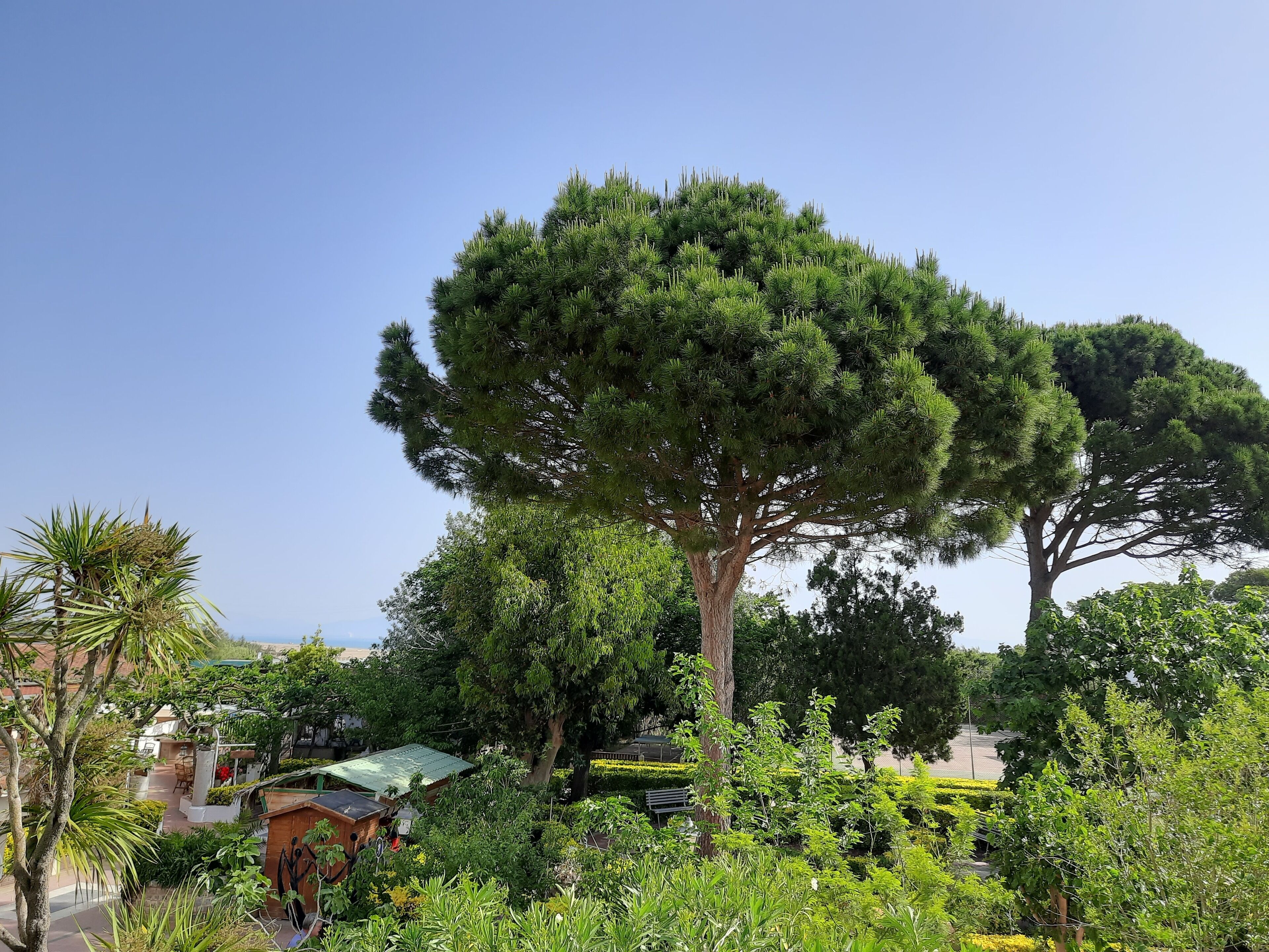 A large tree in a landscaped garden area with a clear sky.