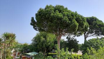 A large tree in a landscaped garden area with a clear sky.