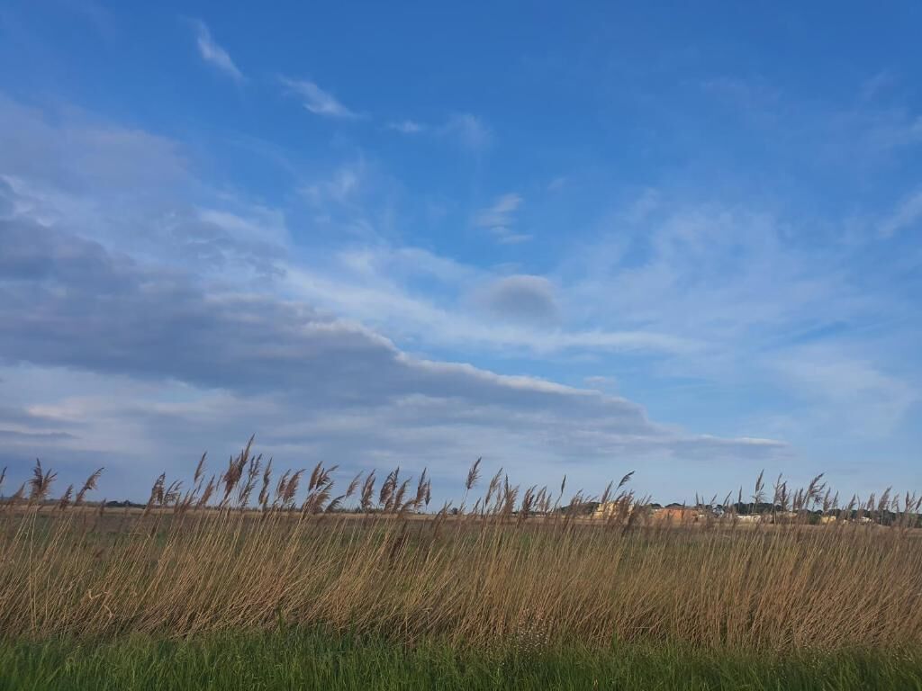 Un champ avec de l’herbe haute et un ciel dégagé.