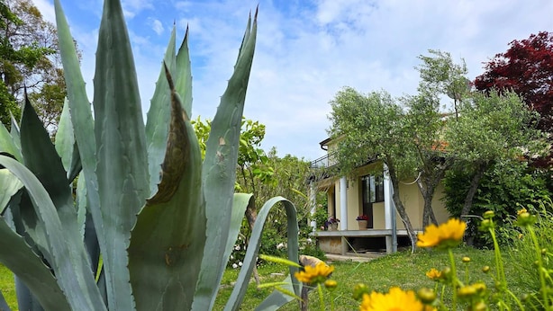 Une maison dotée d’un jardin où l’on trouve des agaves et des fleurs jaunes.