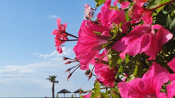 Una playa con flores rosadas al frente y una palmera al fondo.