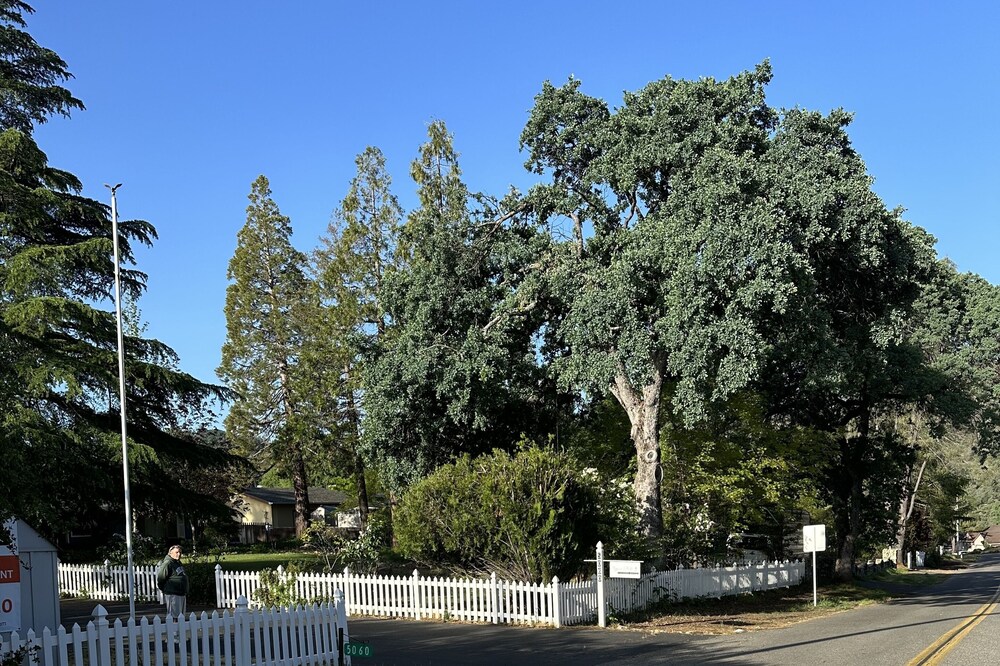 Robin's Nest -
Cozy & quiet guest house minutes from historic downtown Mariposa