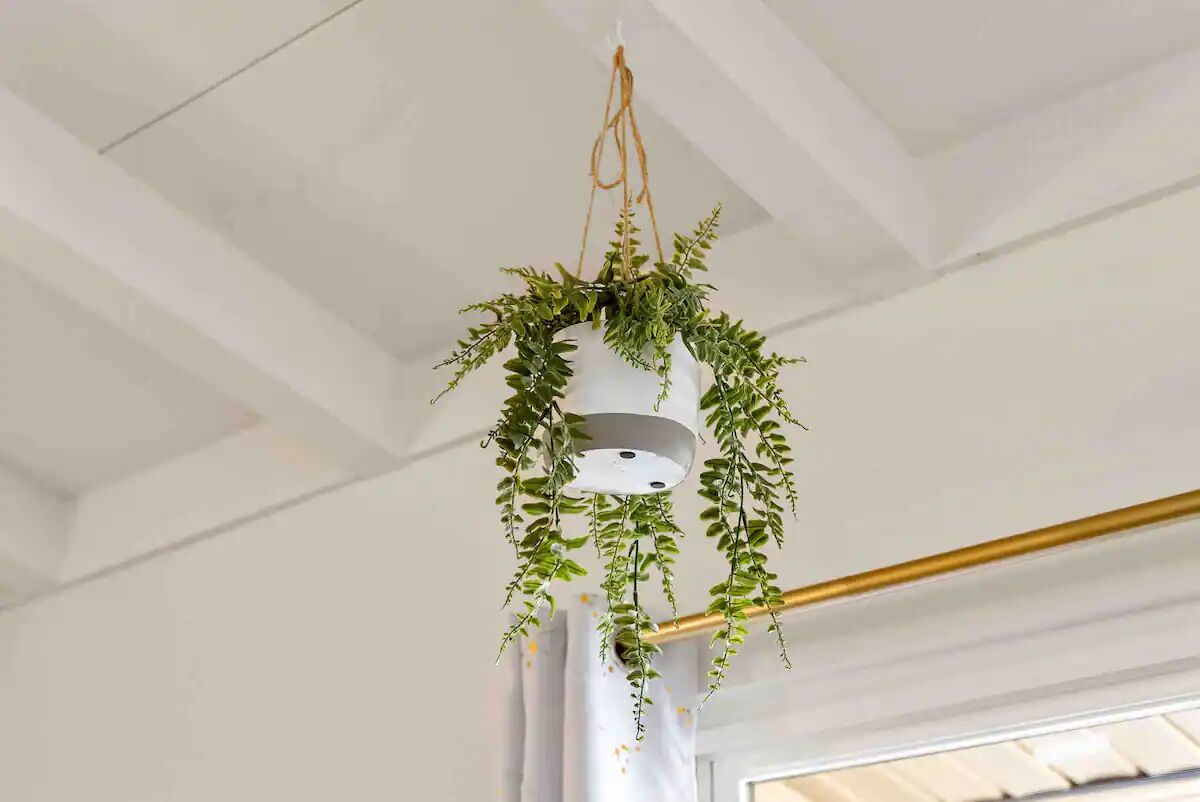 A hanging plant with a white pot suspended from the ceiling.