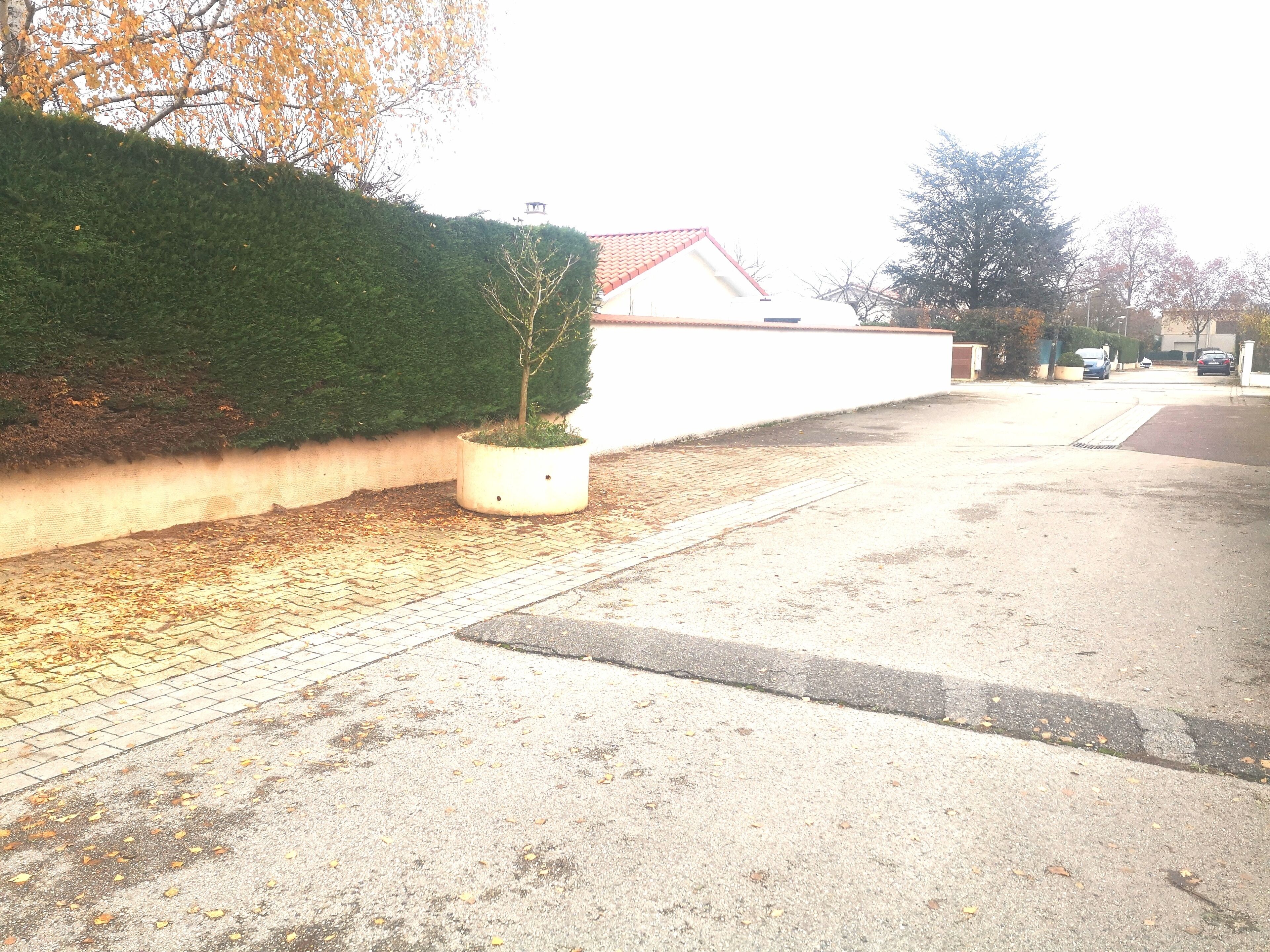 A paved pathway with a hedge and a potted plant.