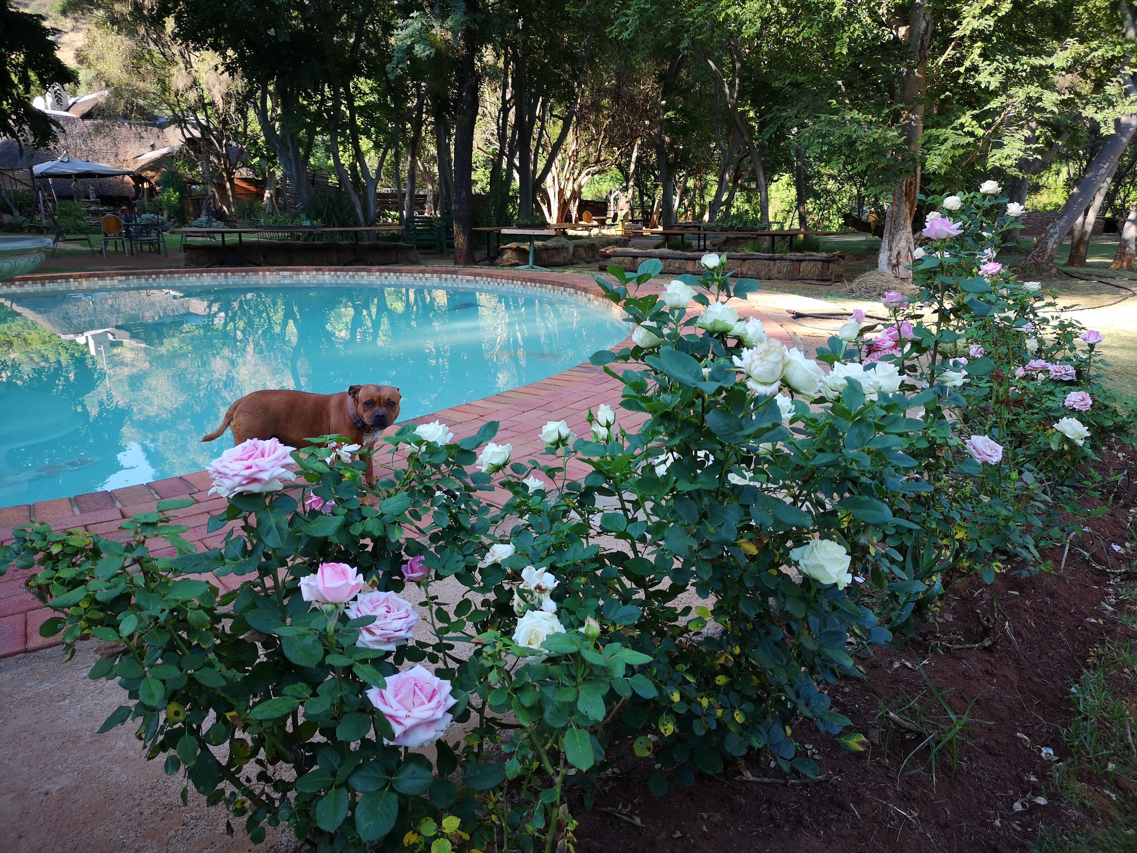 A pool surrounded by lush greenery and blooming flowers.
