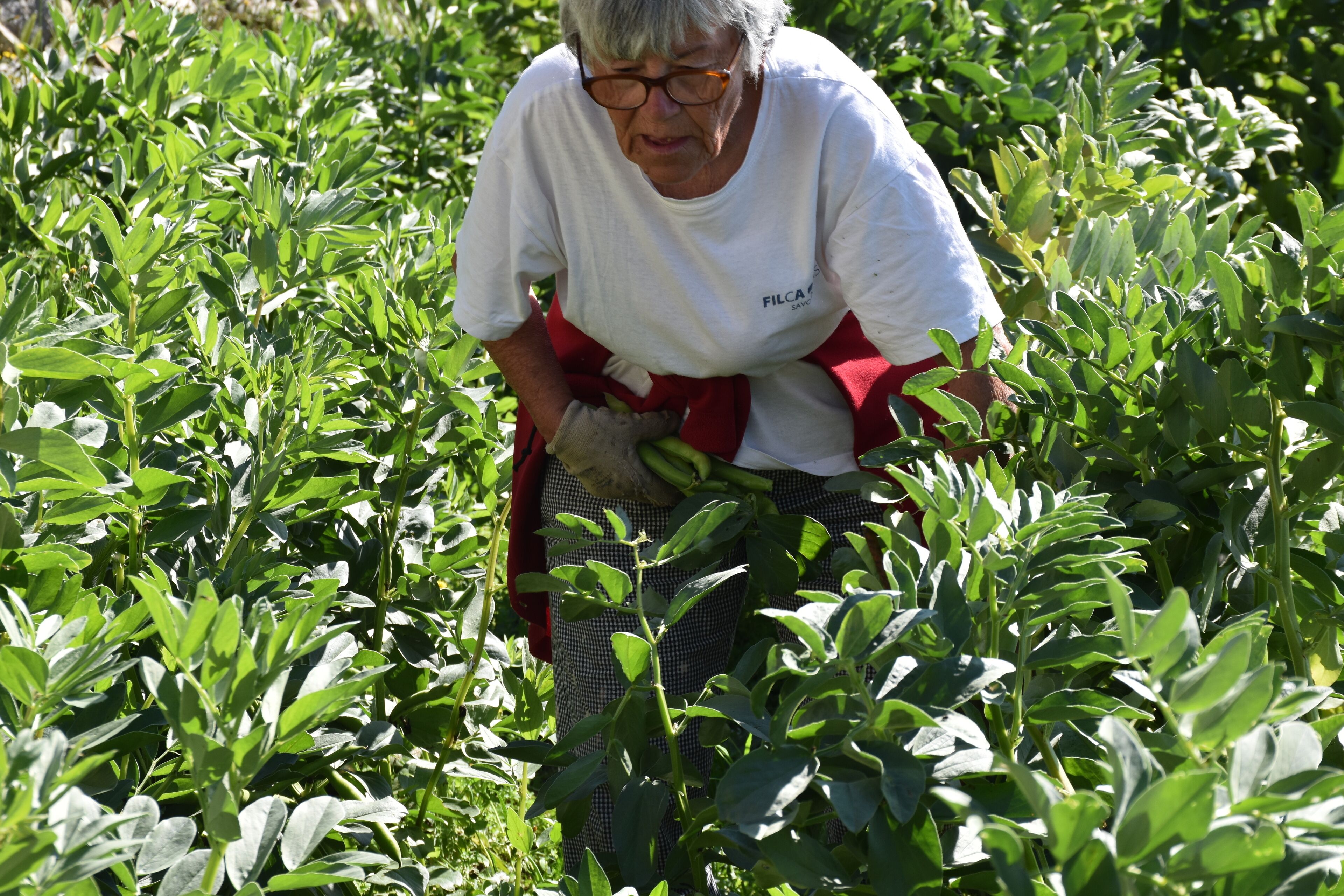 An individual in a field of green plants, wearing a white shirt and checkered pants.