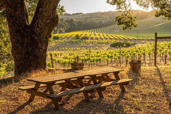 A picnic table in a vineyard with rows of grapevines in the background.