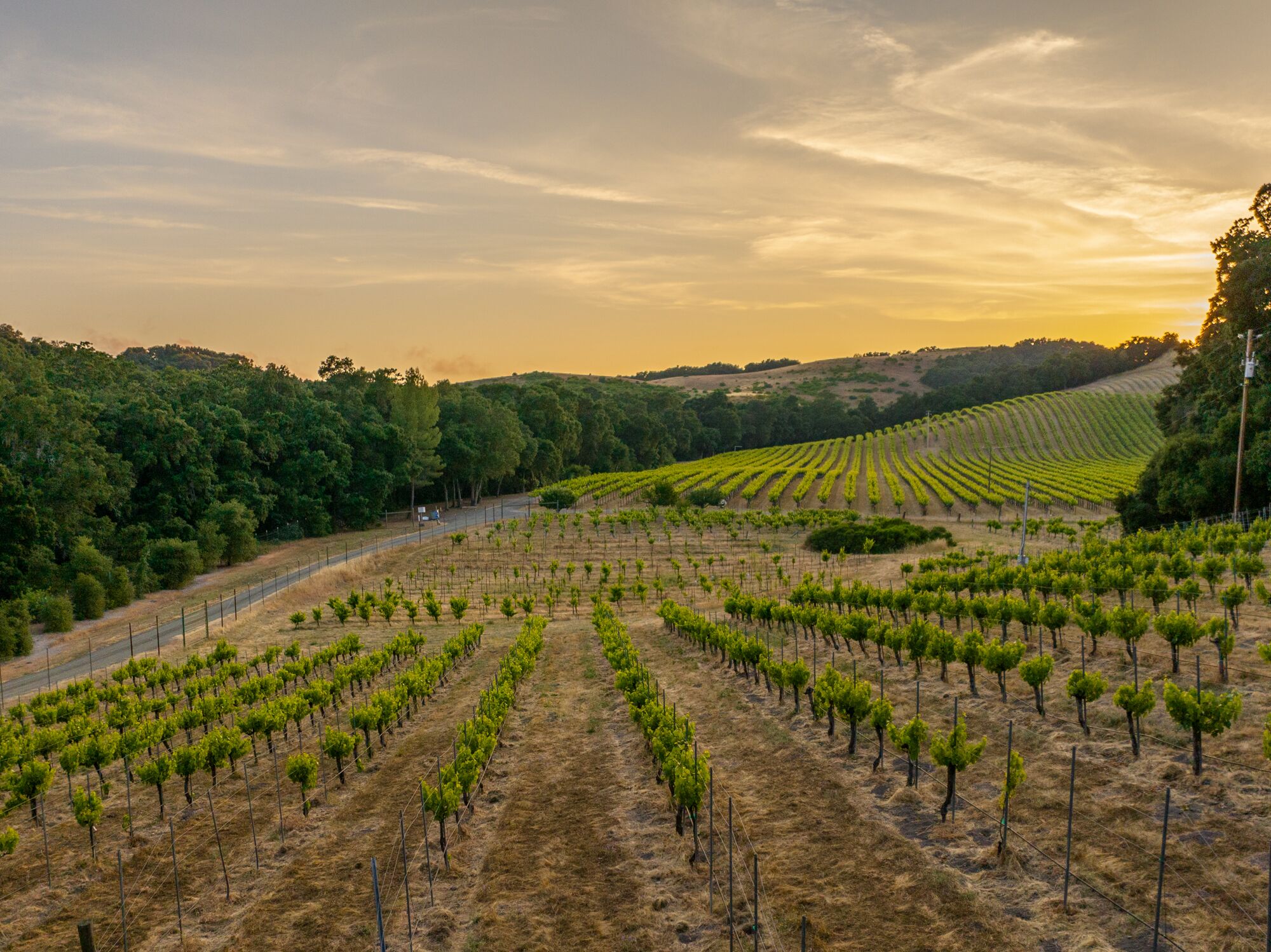 A vineyard with rows of grapevines and a road running alongside.