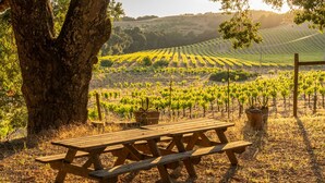 A picnic table in a vineyard with rows of grapevines in the background. - Vineyard Views + Two Porches | Willow Creek AVA | Dunning Ranch Guest Suite Two (Paso Robles)