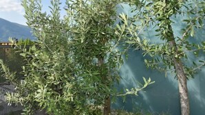 Un albero con foglie verdi, una recinzione e una montagna sullo sfondo.