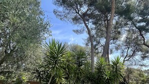 A garden with various plants and rocks, surrounded by trees. - Superbe Villa Avec Piscine, Idéale Pour Vacances en Famille (ROQUEEFORT LES PINS)