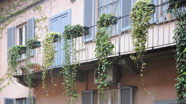 A building with multiple balconies covered in green vines, featuring blue shutters and a classic architectural style. - Ivy house  (Milan)