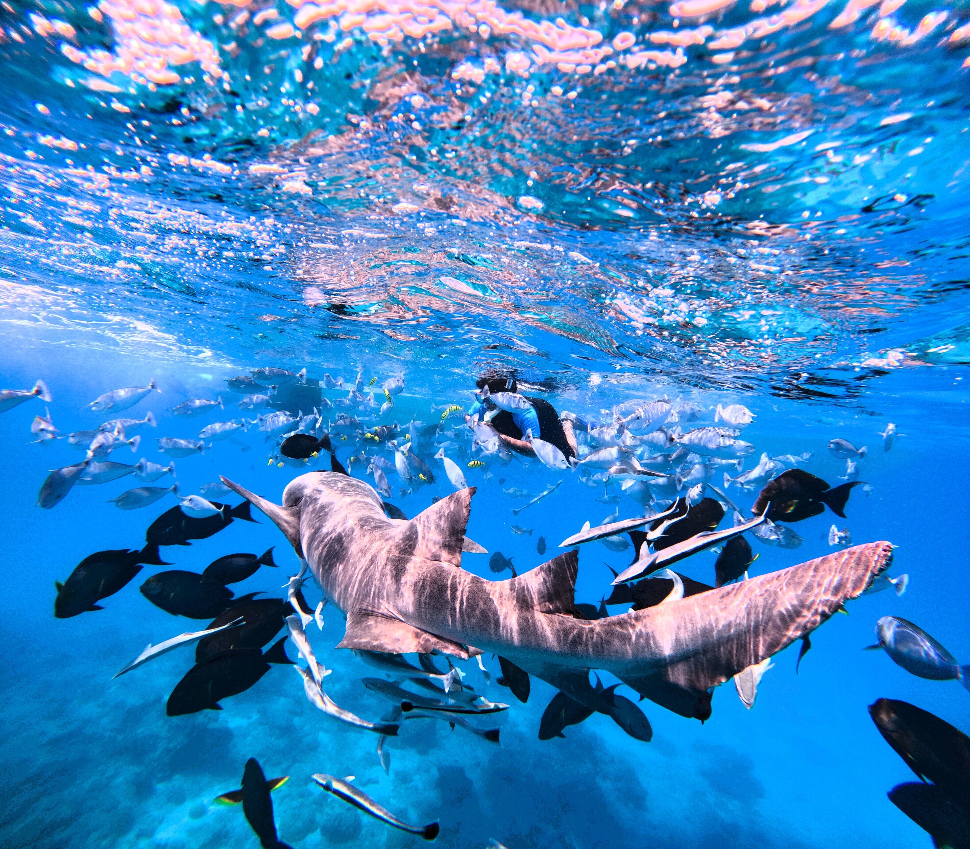 Foto - Oceana Inn Maldives -50 Percent off on Return Domestic Flights for Stays of 3 Nights or More