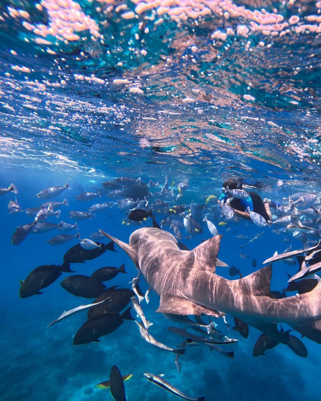 Photo - Oceana Inn Maldives -Free airport assistance at both international and domestic airports