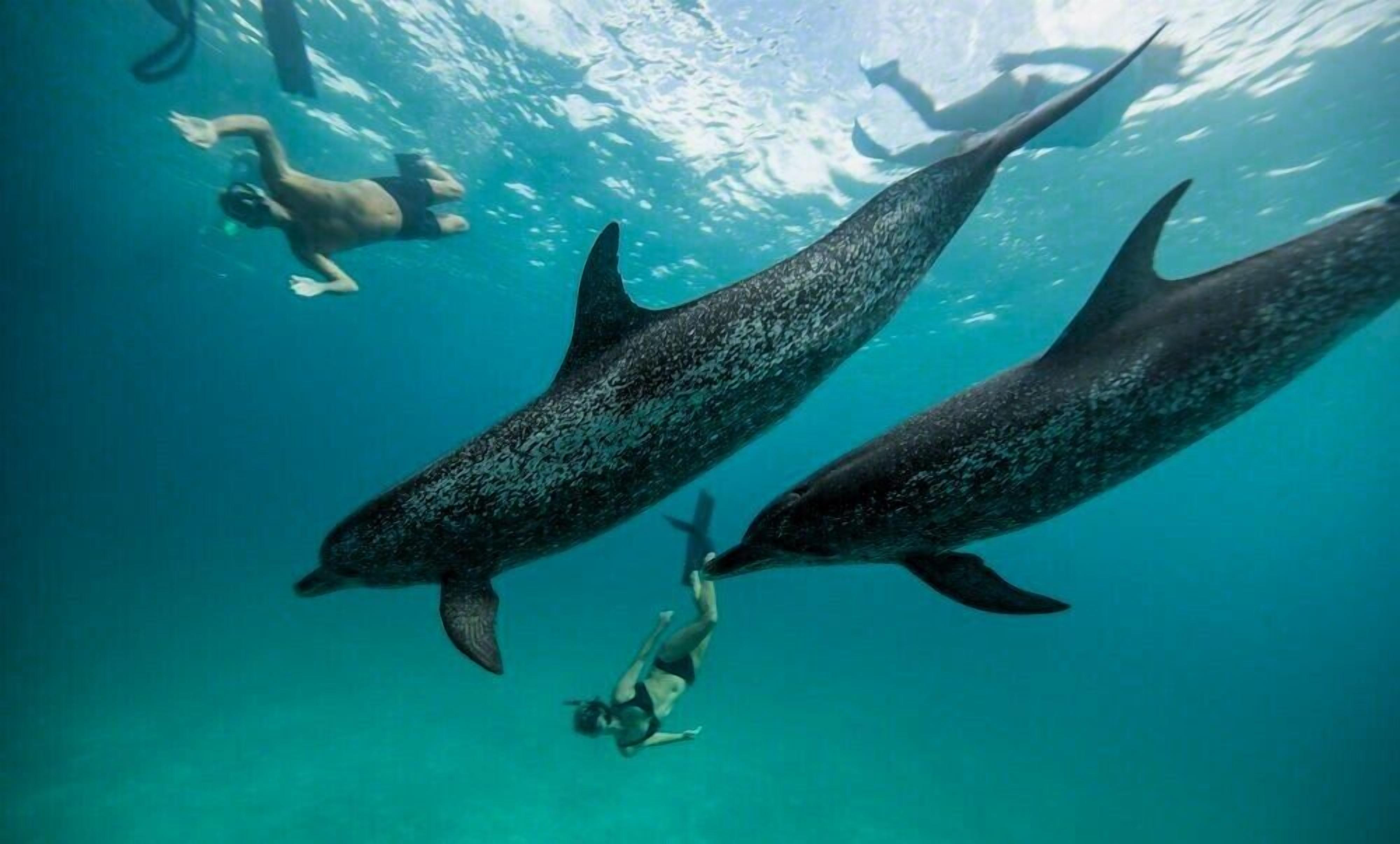 Photo - Oceana Inn Maldives -Free airport assistance at both international and domestic airports